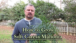 How to grow Soft Caress Mahonia Evergreen Shade Shrub with Yellow Flowers [upl. by Nyved]