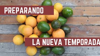 Cosecha de PALTAS Y NARANJAS  Como Hacer Sustrato para Huerta y Bancales [upl. by Weinreb]