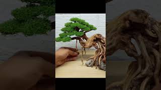 Adding small Roots to make this Bonsai Tree even better shorts bonsaitree aquarium [upl. by Low]