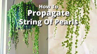 The Simple Way To Propagate A String Of Pearls Plant  Joy Us Garden [upl. by Alocin]