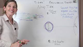 Tides Explained The Equilibrium Theory [upl. by Harl]