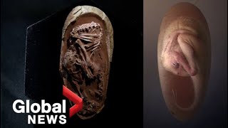 Perfectlypreserved dinosaur embryo found inside fossilized egg in China [upl. by Zulema427]