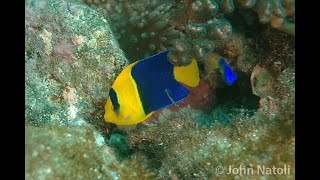 Bicolor Angelfish Centropyge bicolor [upl. by Neilson544]