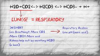 Bicarbonate Buffer System and pH Imbalances [upl. by Anihc]