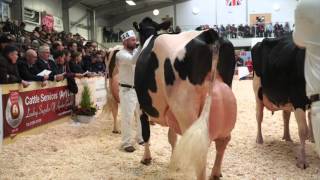 UK Dairy Expo 2016Mature Holstein Class [upl. by Nolyd]