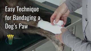 Easy Technique for Bandaging a Dog’s Paw [upl. by Wrench260]