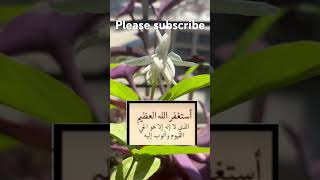 Wajifa 🤲viralshort trending shots viralvideo shortsfeed [upl. by Care618]