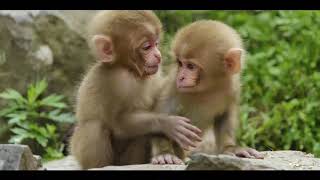 Baby Einstein World Animals 2002 Animals In The Jungle [upl. by Lait]