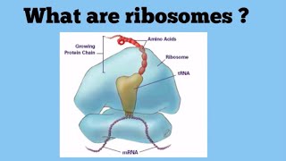 Ribosomes The Protein Factories [upl. by Cleland]