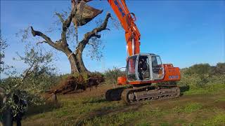 Trapiantare un ulivo secolare con lescavatore Kobelco EX 215 [upl. by Mcdade69]