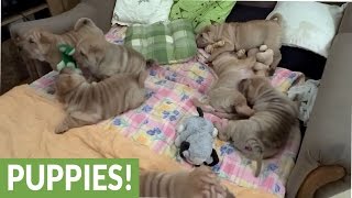 Shar Pei puppy litter overload will brighten your day [upl. by Dranyar873]