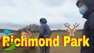 RICHMOND PARK  LONDONS ROYAL PARK  A EUROPEAN SPECIAL AREA OF CONSERVATION OF WILDLIFE [upl. by Grekin337]