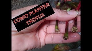 CROTOS  CROTON Como Plantar por hojas [upl. by Ardnikat460]