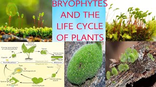 BRYOPHYTES AND THE LIFE CYCLE OF PLANT [upl. by Arikehs]