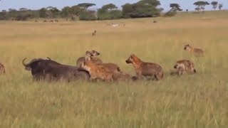 Hyenas Hunting a Buffalo and Eaten Alive [upl. by Adnuhser861]