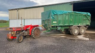 1965 Massey Ferguson 135 Tractor Restored by David Marshall [upl. by Alauqahs]