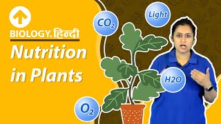 Nutrition in PlantsI  Life Processes  Biology  Class 10  CBSE [upl. by Aivatan]