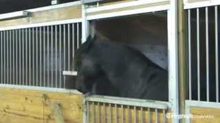 Houdini horse escapes from stable and frees friends [upl. by Petrie]