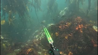 Spearfishing Hottentot  Camps Bay [upl. by Chaudoin]