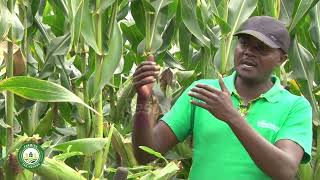 Maize Farming In Uganda Farming Tips Farming The Future [upl. by Aracahs171]