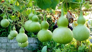 Growing gourds at home lots of fruit growing gourds in sacks [upl. by Albric536]