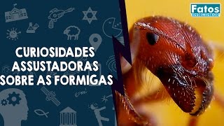 7 Curiosidades Assustadoras sobre as Formigas [upl. by Cyprio182]