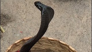 Black Cobra Dances to Snake Charmers Flute [upl. by Mozelle]