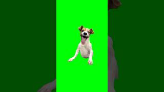 Green Screen Laughing Dog Meme [upl. by Dlopoel]