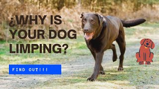 🐶🐾¿Why Is My DOG ​​LIMPING On One Hind LEG [upl. by Ahsinev]