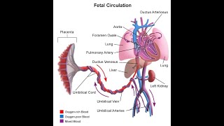 Sistem Peredaran Darah Janin Fetal Circulation [upl. by Annej]