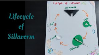 Lifecycle of silkwormScience projectScience activity 3D model for science fair project [upl. by Ottinger]