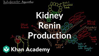 Renin production in the kidneys  Renal system physiology  NCLEXRN  Khan Academy [upl. by Amersham]