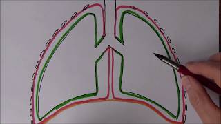 Respiratory System 4 Pressure changes during breathing [upl. by Atazroglam]