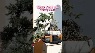 bonsai projects November update plantlover garden balconygarden [upl. by Schnell]