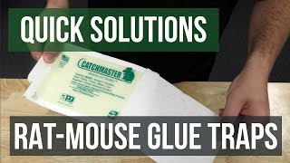 Quick Solutions How to Use Rat amp Mouse Glue Traps [upl. by Ricard]