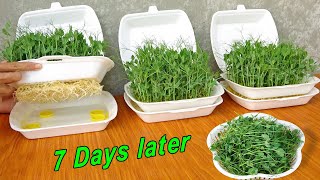 How to Grow Pea Shoots Without Soil  Plant Pea in Styrofoam Box for beginners [upl. by Inajna936]