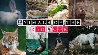 Animals of the Red Book Animals Red List Аnimals in red book Ukraine [upl. by Keyte]