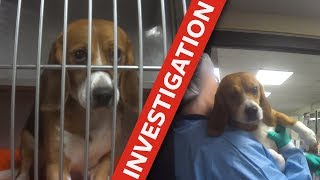 Cruel tests on dogs exposed [upl. by Humpage]