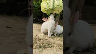 Can Rabbits Eat Cabbage StewRabbit FeedingBunnyRabbit rabbit rabbitdiet cute rabbitfood [upl. by Sheff]