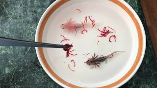 Feeding the baby axolotls [upl. by Ringe]