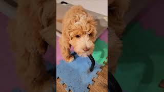 Labradoodle Puppy Training [upl. by Alleoj]