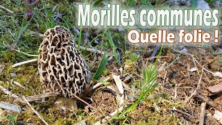 Sortie du 20 avril 19  Morilles en pagaille [upl. by Aytida]