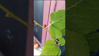 mulberry plant తీసుకొచ్చాను కానీ mulberry plants garden minigarden ytshorts shorts [upl. by Notlit922]