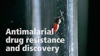 David Fidock on antimalarial drug resistance [upl. by Eada391]