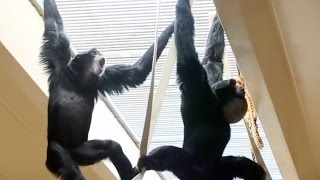 Siamang Gibbons howling and playing [upl. by Cordula322]