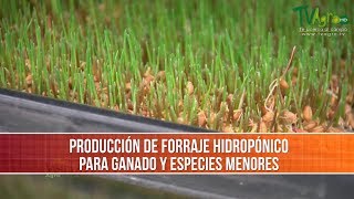 Como Producir Forraje Hidroponico para Ganado TvAgro por Juan Gonzalo Angel Restrepo [upl. by Salguod]