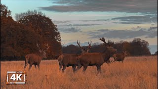 Beautiful Richmond London Autumn Walk  Hilltop Views River Thames amp Stags in Richmond Park  4K [upl. by Ylrebme]