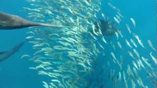 Sailfish feeding on sardine school 25 nm offshore in the Yacatan channel Mexico [upl. by Estren]