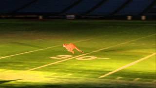 Cheetahs Get the Run of Tropicana Field  Busch Gardens Tampa Bay [upl. by Salomi258]