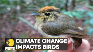 WION Climate Tracker Birds are changing migratory routes due to climate change [upl. by Misaq310]